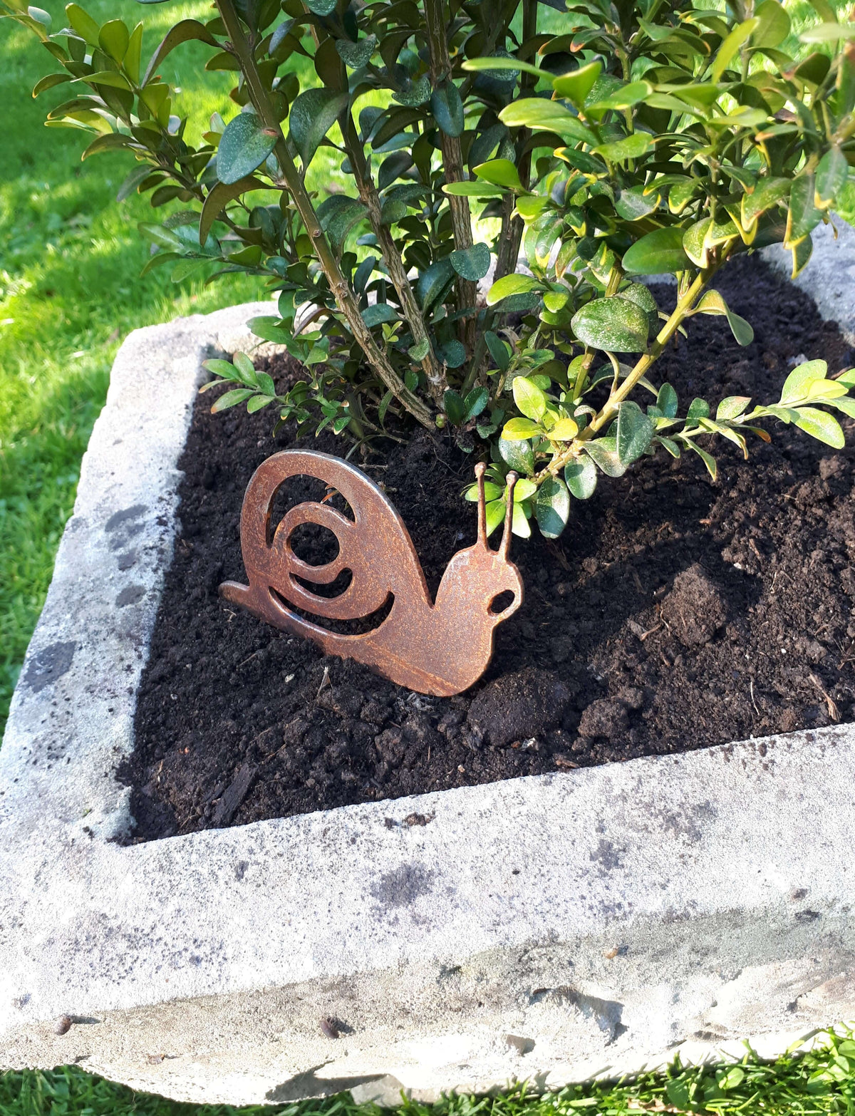 Rusty Steel Snail Garden Ornament in a planter bed surrounded by green leaves.